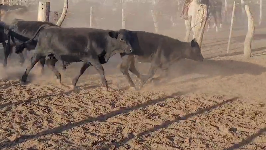 Lote 70 Terneros/as en Villaguay, Entre Ríos