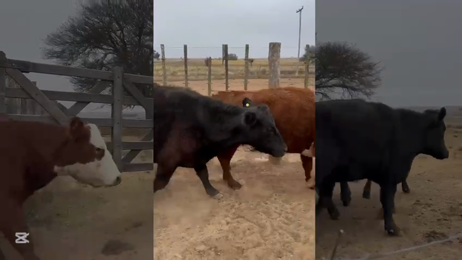 Lote 75 VACAS G/P MEDIO USO C/ gtia de preñez