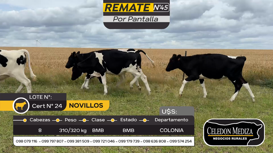 Lote 8 Novillos Holando en Artilleros, Colonia