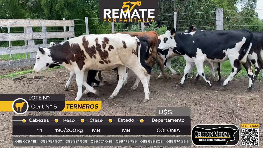 Lote 11 Terneros en Miguelete, Colonia