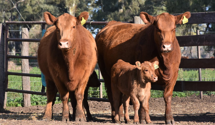 Lote "Cabaña ""La Marianita"" Vacas primera paricion primavera mas"