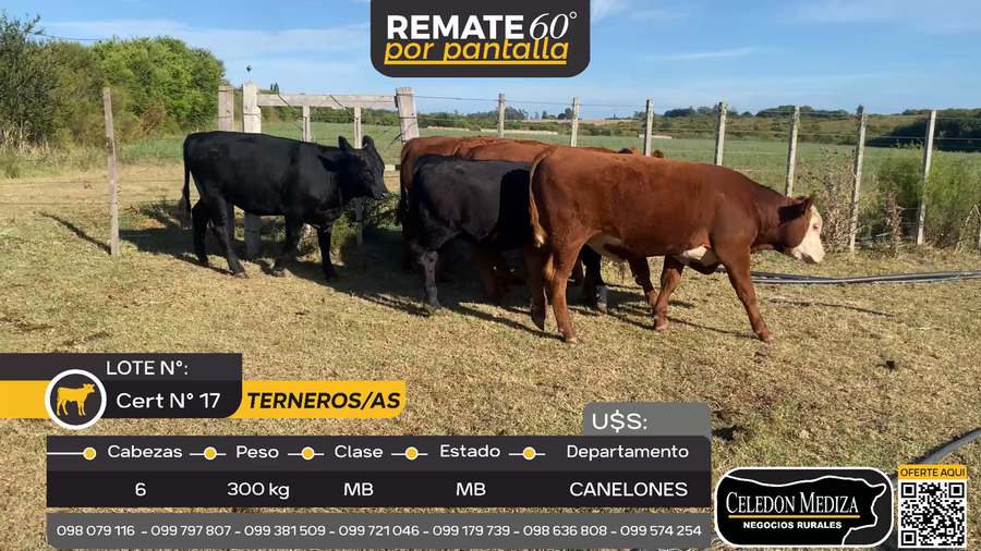 Lote 6 Terneros y Terneras en Los Cerrillos, Canelones