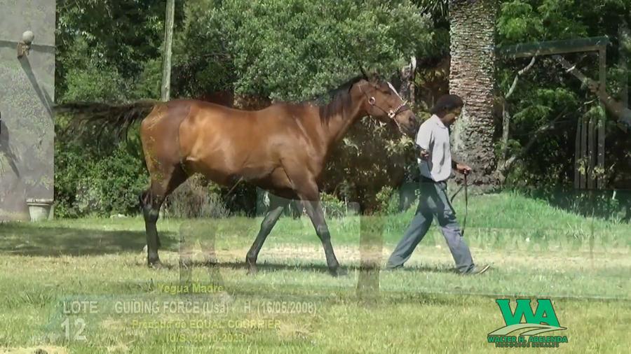 Lote GUIDING FORCE (Usa)