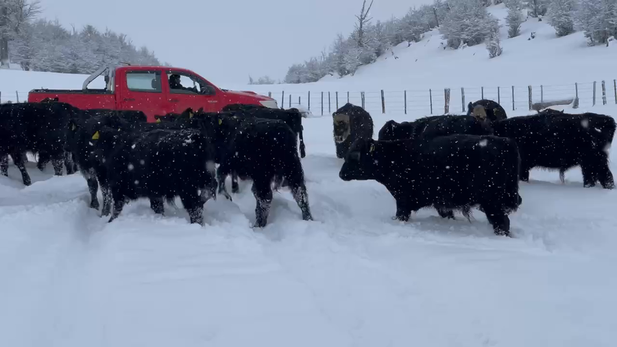 Lote 20 Ternero en Coyhaique, XI Región Aysén