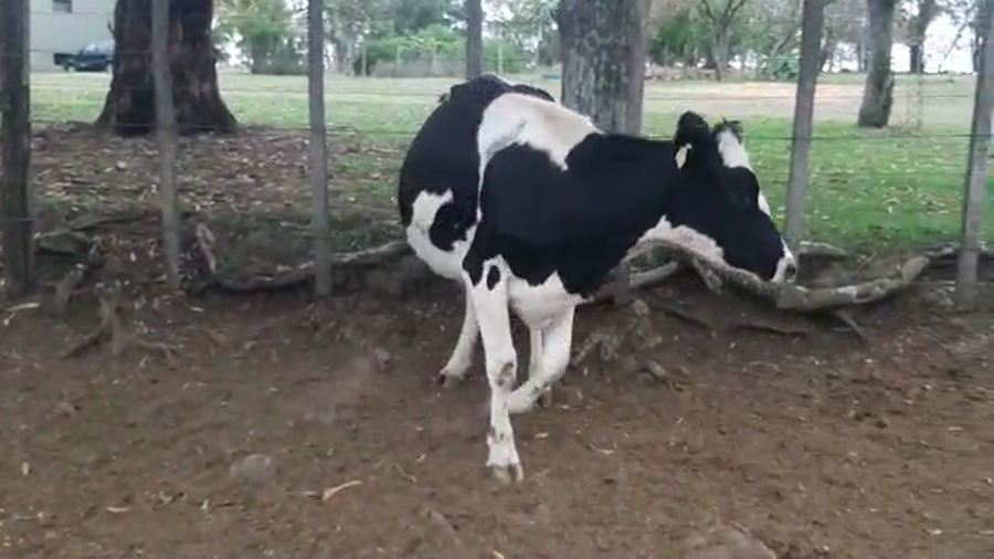 Lote 2 Vaquillonas holando