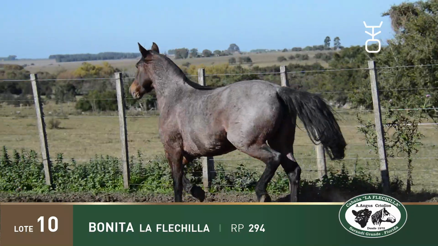 Lote BONITA LA FLECHILLA