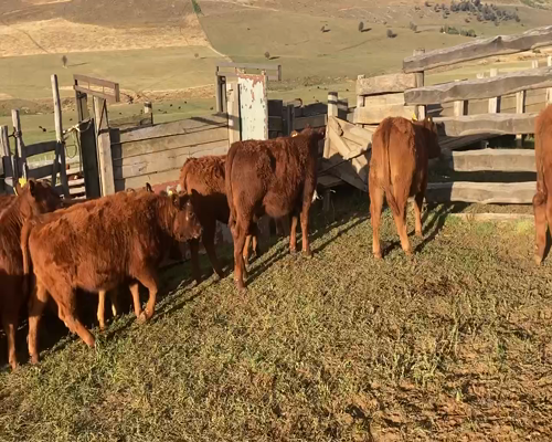 Lote 52 Ternera en Coyhaique, XI Región Aysén