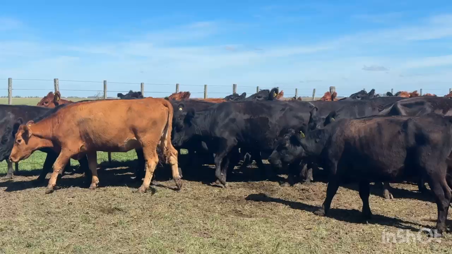 Lote 300 Vacas nuevas C/ gtia de preñez