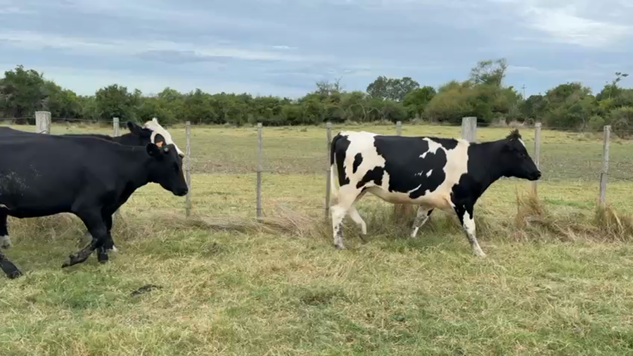 Lote VAQUILLONAS 1 a 2 AÑOS