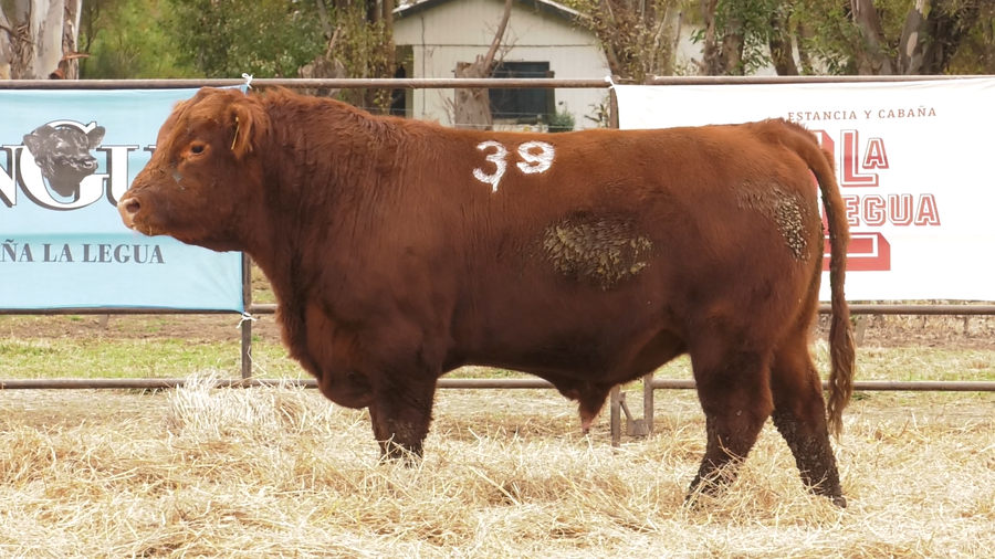Lote TOROS ANGUS COLORADOS  PC