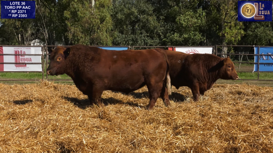 Lote TOROS ANGUS PP