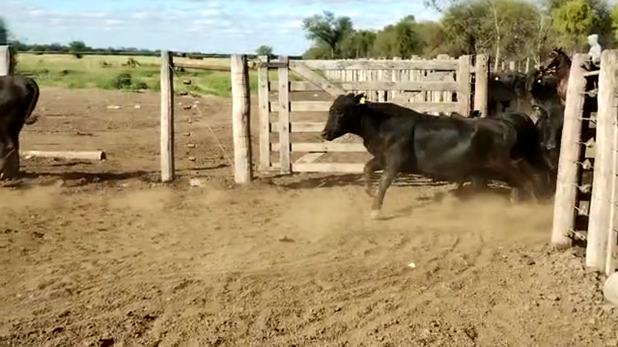 Lote 65 Vaquillonas en Quimilí, Santiago del Estero