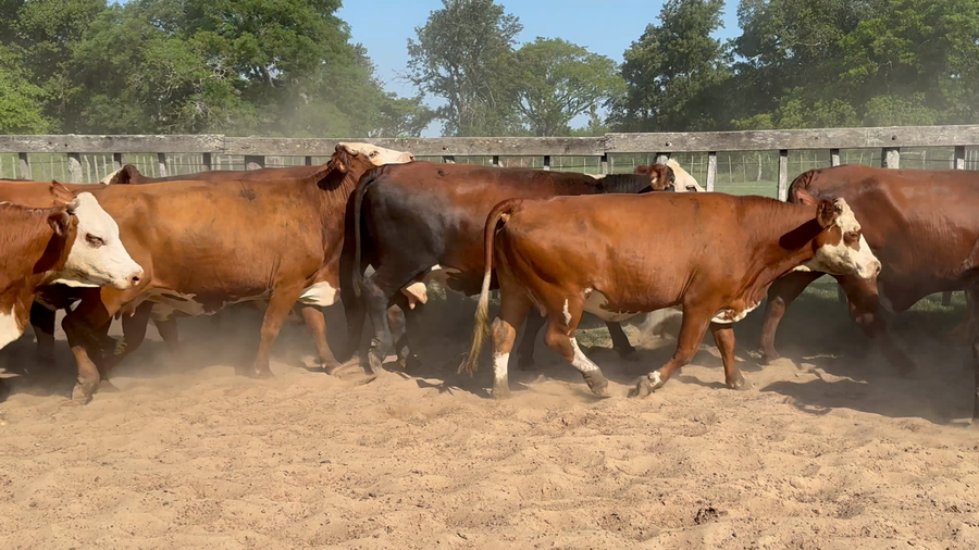 Lote 45 Vacas de invernar
