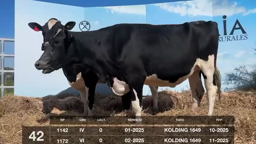 Lote VACAS Y VAQUILLONAS PRÓXIMAS