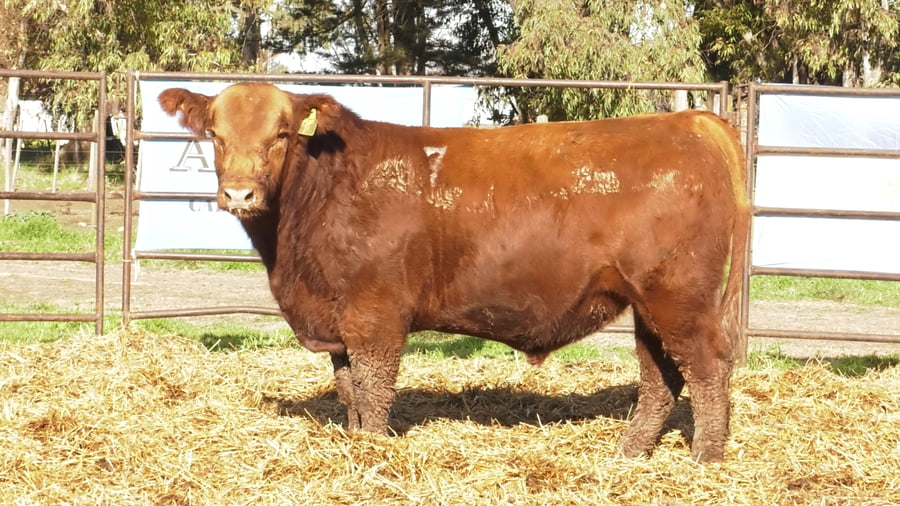 Lote TOROS ANGUS COLORADOS PC