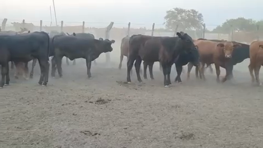 Lote 69 Terneros/as en Villaguay, Entre Ríos