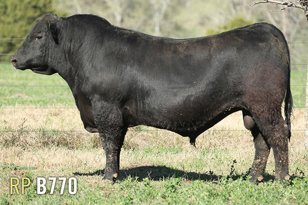 Lote 3 TOROS PUROS DE PEDIGREE