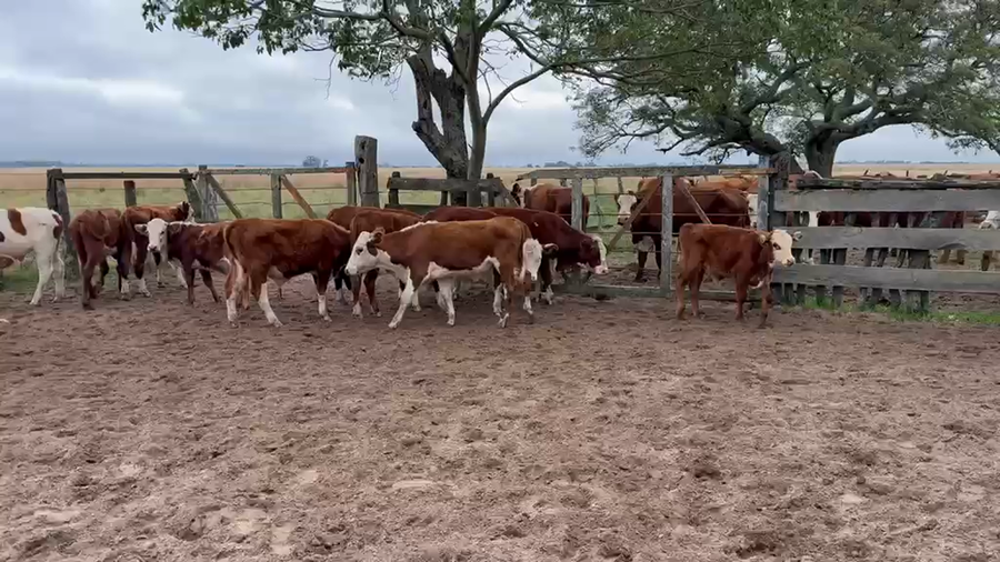 Lote 21 Terneros