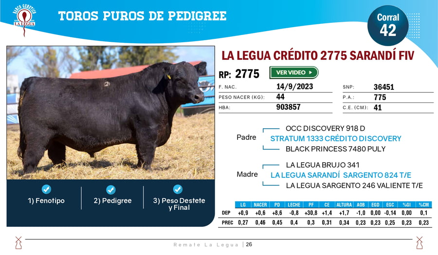 Lote TOROS ANGUS  PP