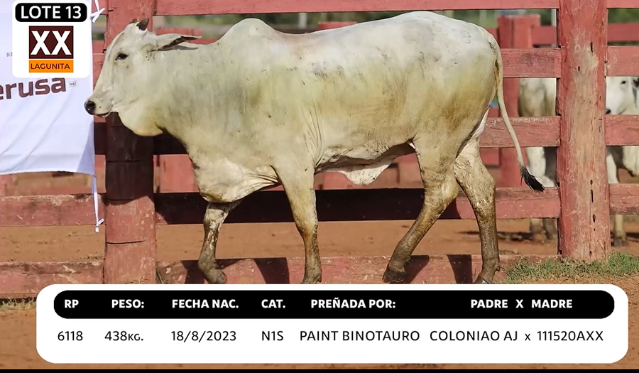 Lote LOTE 13