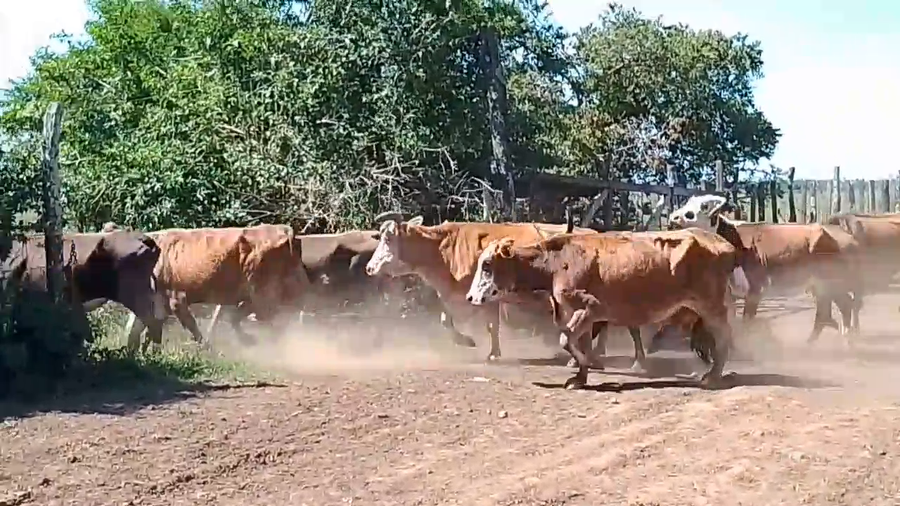 Lote 17 Vacas de invernar