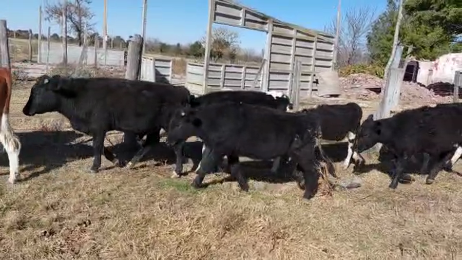 Lote 30 Terneros Caretas en Ramona, Santa Fe