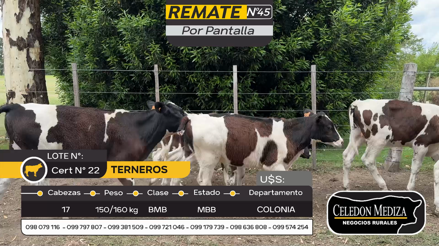 Lote 17 Terneros en Tarariras, Colonia