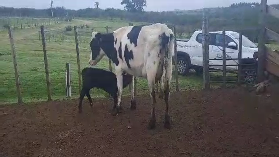 Lote 2 PIEZAS DE CRIA