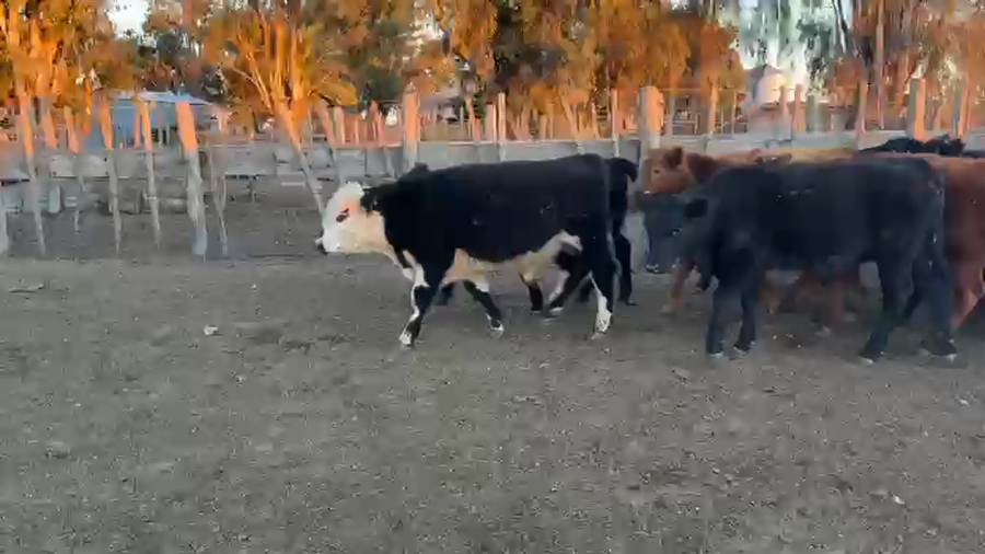 Lote 70 Terneros/as en La Pampa, Anguil
