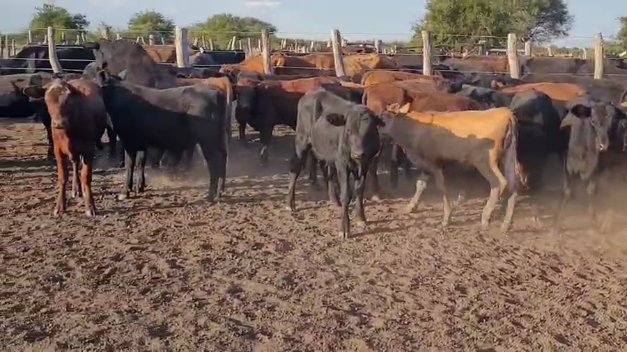Lote 70 Terneros/as en Villaguay, Entre Ríos
