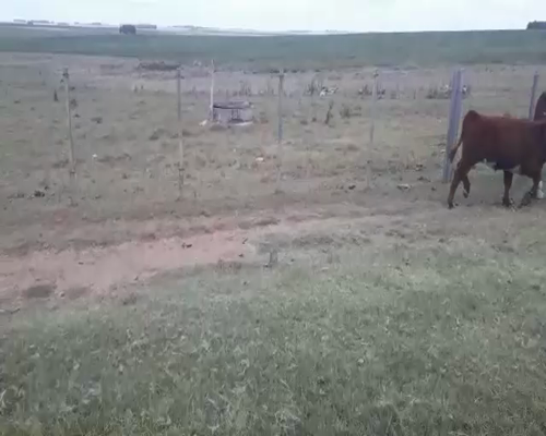 Lote 53 Piezas de cría HEREFORD a remate en Pantalla Camy 380kg - , San José