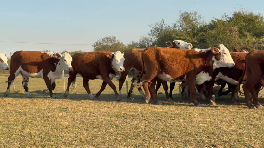 Lote 140 Vientres en Corrientes, Mercedes
