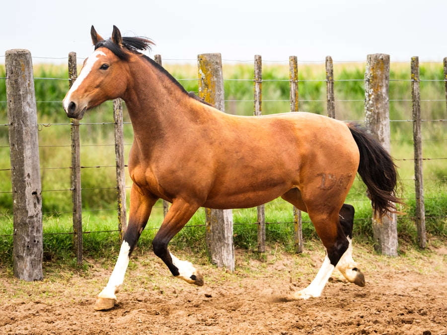 Lote Mañanera Polvorienta