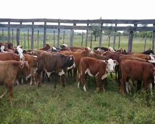 Lote 85 Terneros/as en Lomas de Vallejos, Corrientes