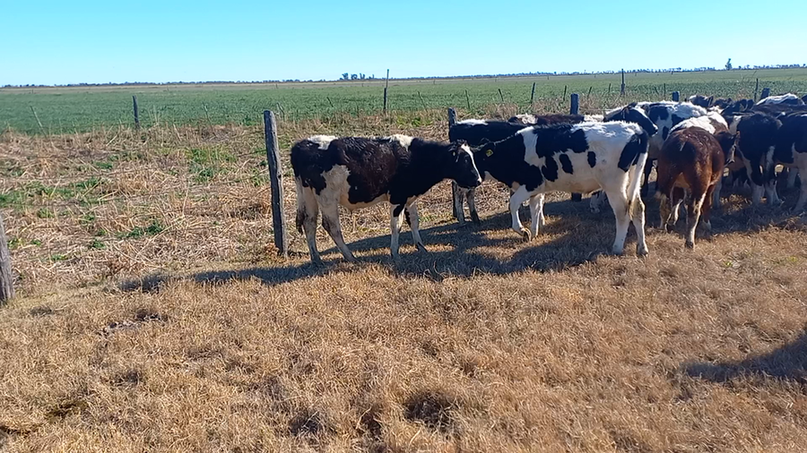 Lote 25 Novillitos Holandor Argentino en Porteña, Córdoba