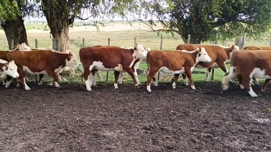 Lote Birriel Hnos y Asociados