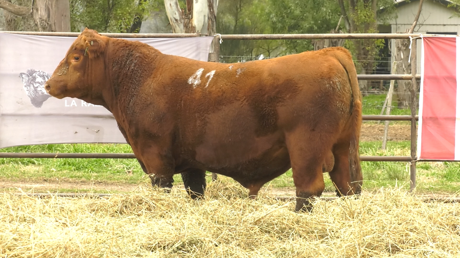 Lote TOROS ANGUS COLORADOS  PC