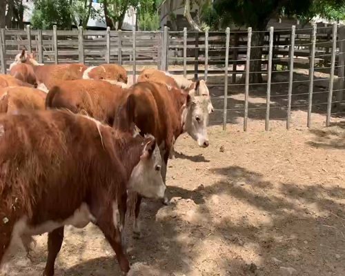 Lote 70 Terneros en Melo, Cerro Largo