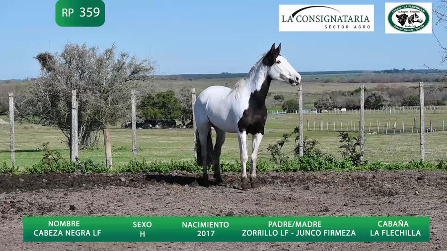 Lote Cabeza Negra LF