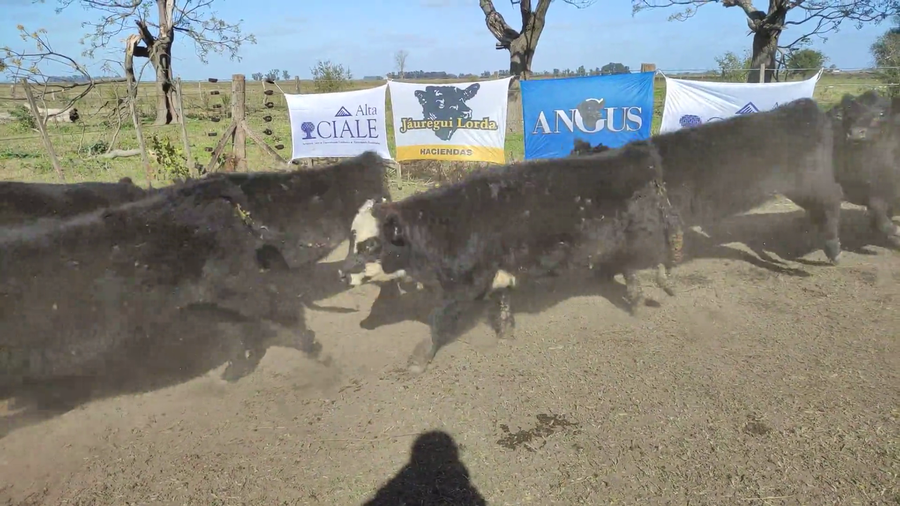 Lote 57 Terneras en Brandsen, Buenos Aires