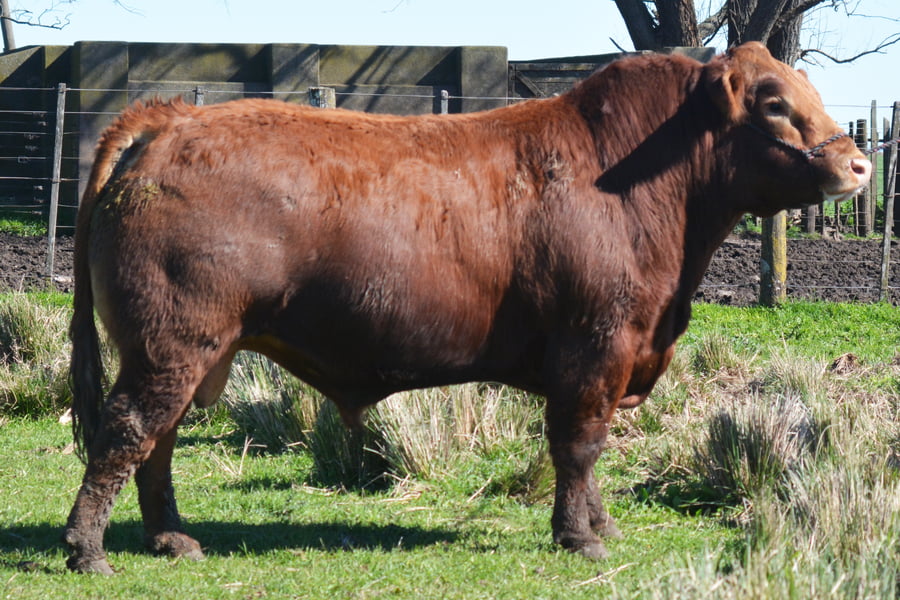 Lote TOROS PP 2 años