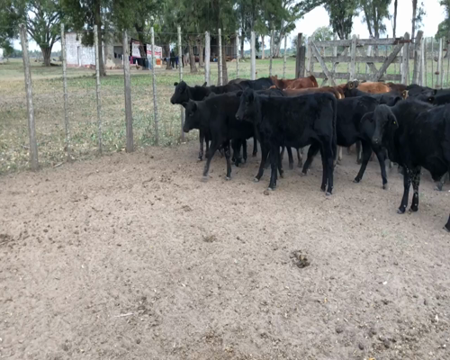 Lote 130 Terneras en Gran Guardia, Formosa