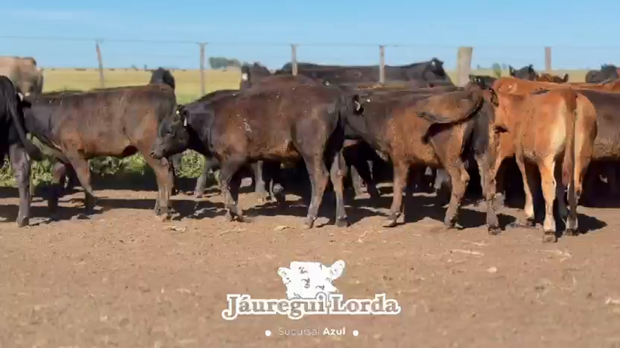 Lote 80 Terneras