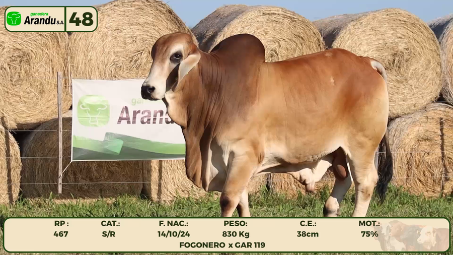 Lote LOTE 48