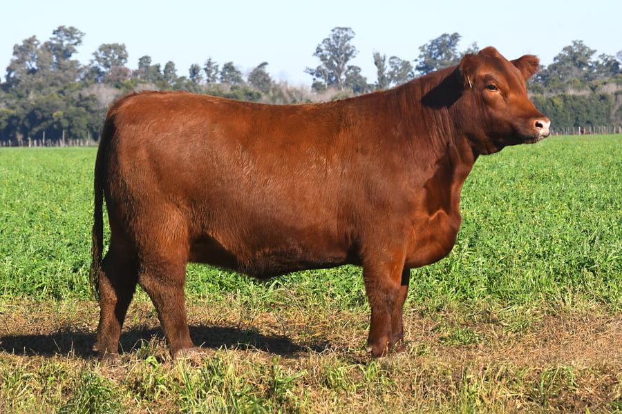 Lote RP 17655 y RP 17690 - VAQUILLONAS ELECCIÓN PP