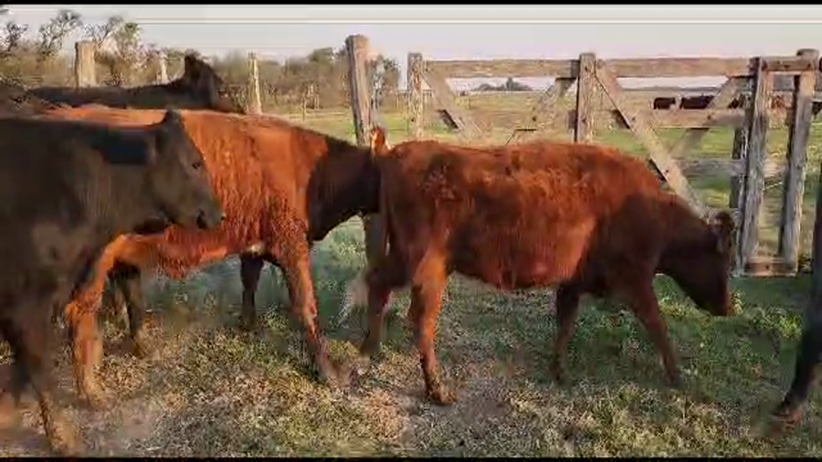 Lote 15 Vaquillonas Brangus, Braford y sus cruzas en Hipatía, Santa Fe