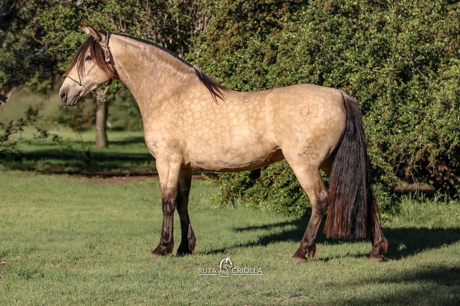 Lote Ñandu Zapatilla