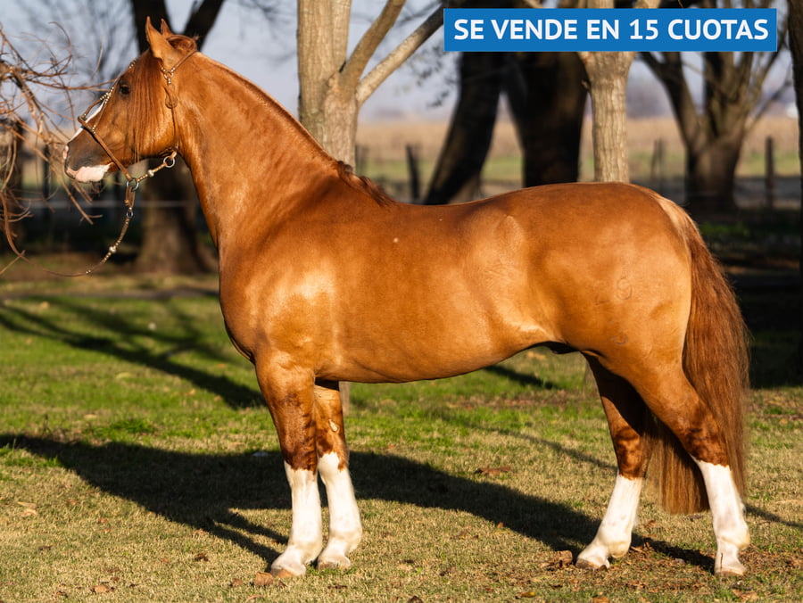 Lote DELBERDIER JULEPE