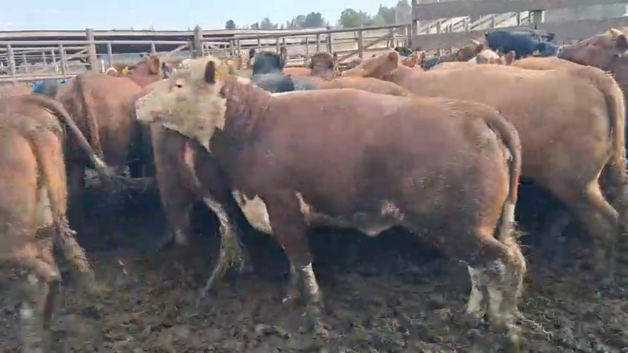 Lote 40 Vaquilla Gorda en Los Ángeles, VIII Región Biobío