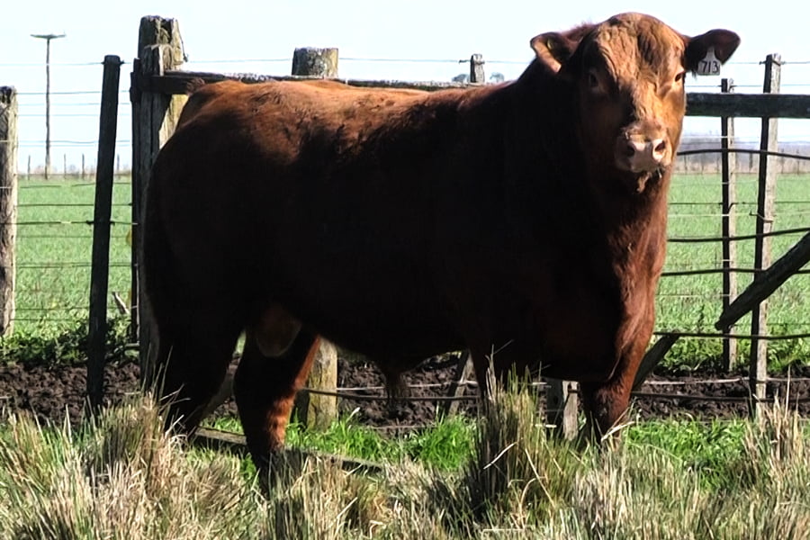Lote TOROS PP 2 años